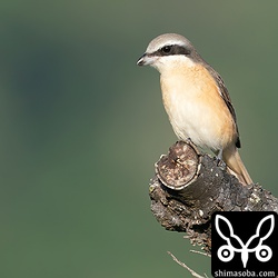 シマアカモズ成鳥オス。