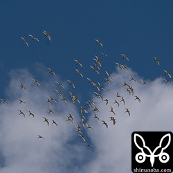 こちらもアマサギとコサギの混群。足を骨折している個体が1羽写っています。