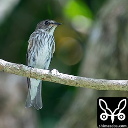 頻繁にフライングキャッチで虫を捕まえていた。