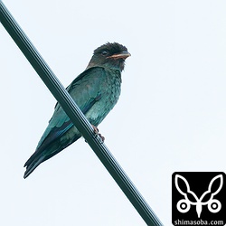 ブッポウソウの幼鳥。