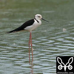 オーストラリアセイタカシギ…じゃなくてセイタカシギの成鳥オス。この個体、極一部の人がオーストラリアセイタカシギにしたがっているようですが、決してオーストラリアセイタカシギではありません!!