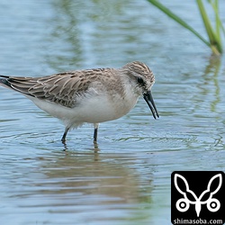 トウネン第1回冬羽。