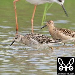 エリマキシギ第1回冬羽のメス(手前)と幼羽のメス。幼羽以外は飛来が少ないので嬉しいですね。