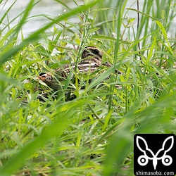 ハリオシギのすぐ隣にはタシギが休んでいました。
