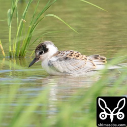 クロハラアジサシ幼鳥。幼羽がずいぶん褐色がかっています。