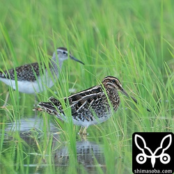 タシギの幼鳥。