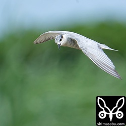 サトウキビ畑をバックに飛び回るクロハラアジサシ成鳥冬羽。