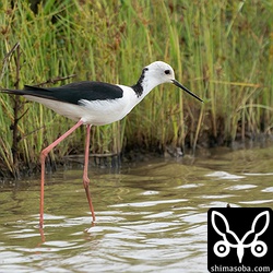 セイタカシギ成鳥オス。オーストラリアじゃありません!!