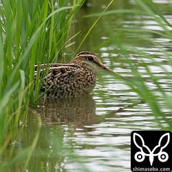 タシギ幼鳥。警戒させちゃいました。
