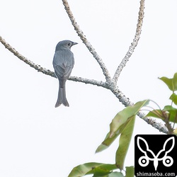 遠くの木に止まったハイイロオウチュウ。かなり遠い上に手持ちで1200mmなので画質が厳しいですね。^^;