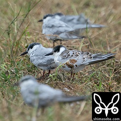 クロハラアジサシ幼鳥(手前から2羽目)と成鳥冬羽。