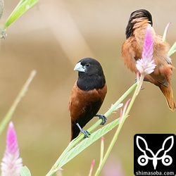 キンパラ成鳥。