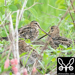 タシギ2羽とチュウジシギ(右)。