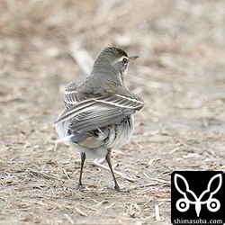 マミジロツメナラセキレイは島のあちこちにいます。
