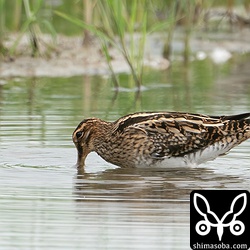 上の個体と同じ田んぼにいたタシギ。