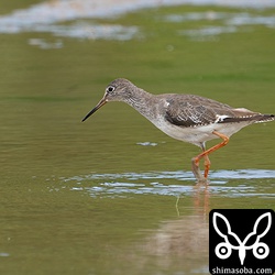 アカアシシギ成鳥。夏羽から冬羽へ。