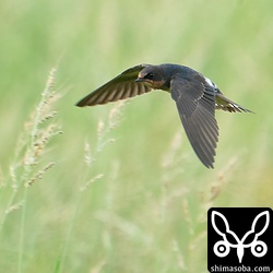 草の合間を飛び回って獲物を捕らえていました。