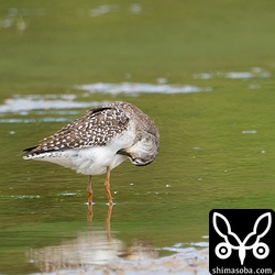 タカブシギ成鳥。