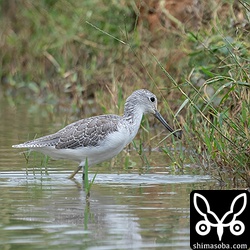 アオアシシギ冬羽。