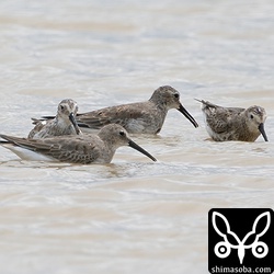 ハマシギ。全て幼鳥。