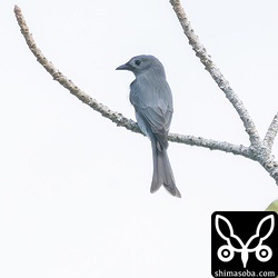 ことしも沖縄本島離島や与那国島でも例年通りハイイロオウチュウとブッポウソウとアカハラダカはセットで入っているようです。