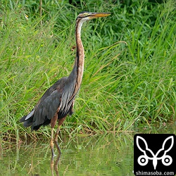 ムラサキサギ成鳥。雌雄は…分かりませんねぇ…。^^;