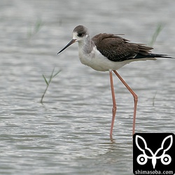 セイタカシギ幼羽から第1回冬羽へ。