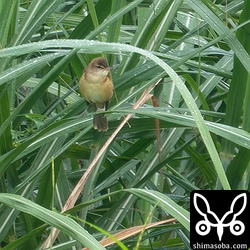 動き回るのでなかなか撮りにくいオオヨシキリ軍団でした。