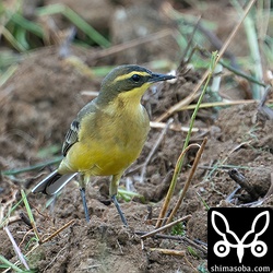 やっと現れた(キマユ)ツメナガセキレイ。成鳥オスはまだまだ夏羽。