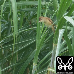 オオヨシキリはたまに例の大声で鳴いたりしていました。