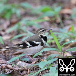 暗い環境が好きなイワミセキレイ。撮影疲れました…。