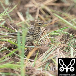 渡ってきたばかりなので警戒心が強く、遠くの個体しか撮影できませんでした。