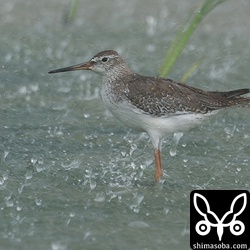 アカアシシギ幼鳥。第1回冬羽へ換羽中。