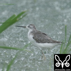コアオアシシギ幼羽から第1回冬羽へ。だよね? 雨に濡れて分かりにくい。^^;