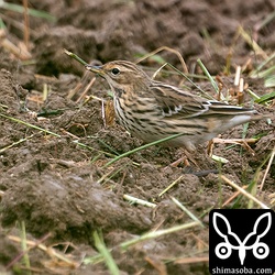 今季初のムネアカタヒバリ。草の種子を食っていました。