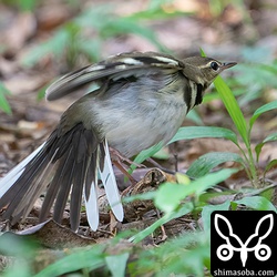 尾羽も換羽が進んでいるようです。