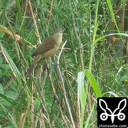虫か何かをとっているようでした。