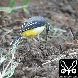 田んぼのツメナガセキレイの群れから少し離れてキセキレイ。いつもそんな位置取りですね。^^;