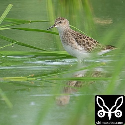 ヒバリシギ成鳥冬羽。
