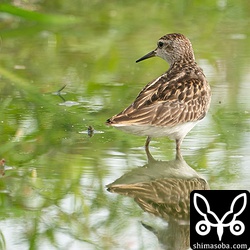 ヒバリシギ成鳥夏羽後期と思ったけどすれた幼羽のようです。ヒバリシギは成鳥の冬羽や夏羽、幼鳥が入り乱れて滞在中。