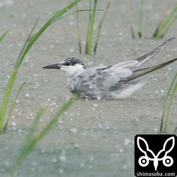 クロハラアジサシ成鳥。夏羽から冬羽へ。ツバメチドリは集中して渡っていきますが、クロハラアジサシはだらだらと渡りが続きます。
