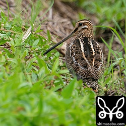 タシギ幼鳥。ハリオシギとチュウジシギは数を減らし、ほとんどがタシギとなっています。