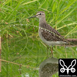 タカブシギ。第1回冬羽へ移行中。