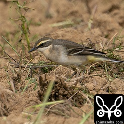 (キマユ)ツメナガセキレイの幼鳥。
