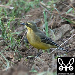 背面はオリーブがかっています。