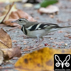 正体不明の虫を捕まえた。