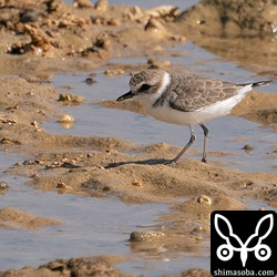 シロチドリ第1回冬羽。小さくてかわいいですね。^^