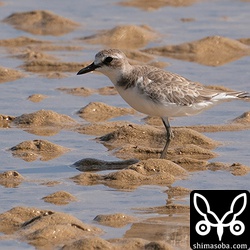 オオメダイチドリ第1回冬羽。