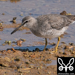 キアシシギ成鳥。夏羽から冬羽へ換羽中。