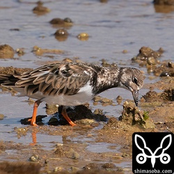 キョウジョシギ成鳥。冬羽へ換羽中。